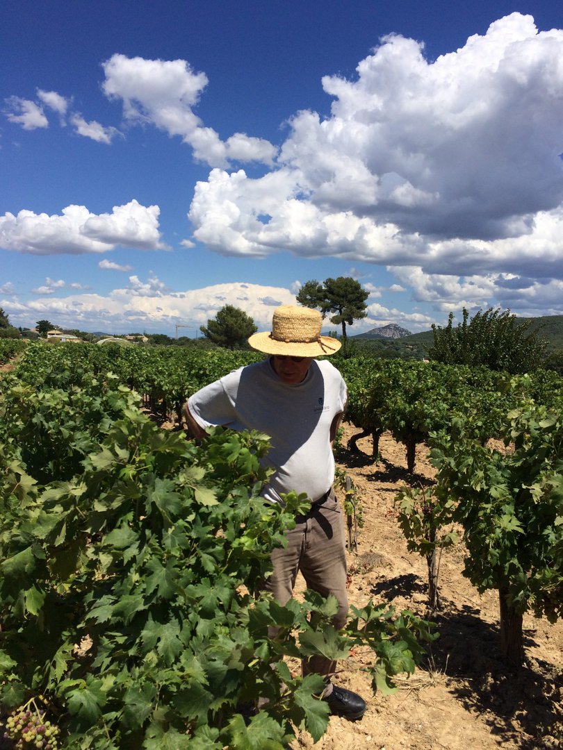 Randall Grahm looking at Tibouren vines
