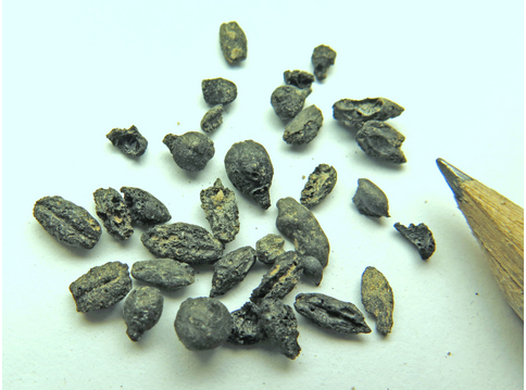 1,500 year old burnt grape seeds 