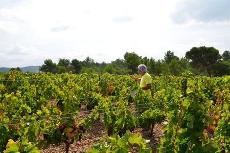 Carignan vines at Ferrals-les-Corbieres