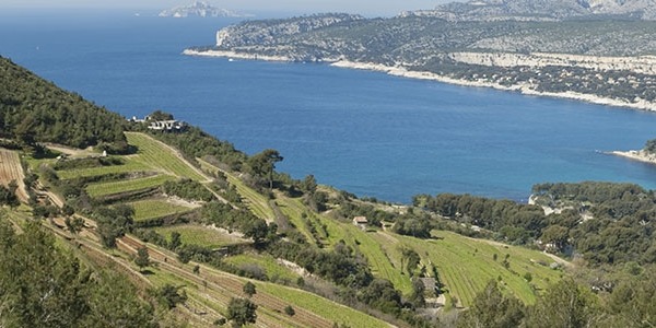 Vineyards of Cassis with Chateau d'If in the distance
