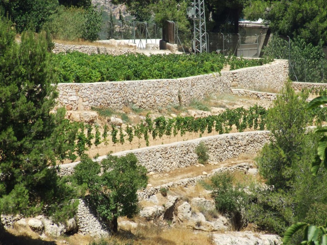 Cremisan vineyard terraces
