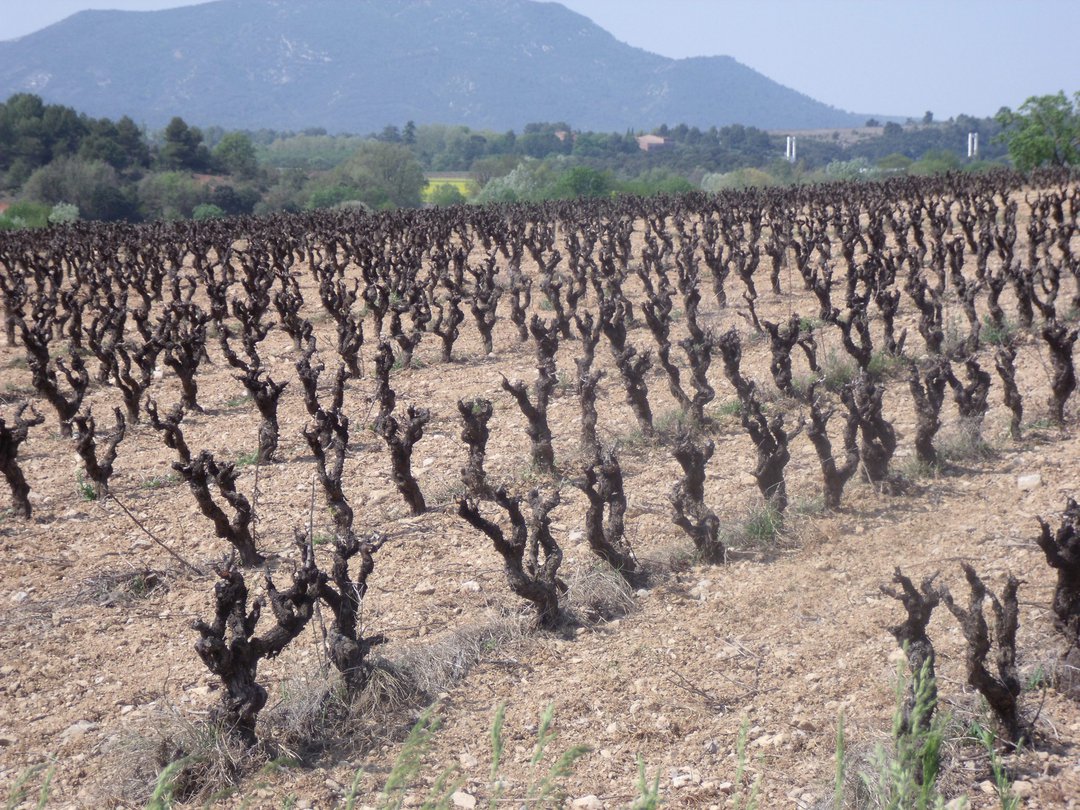 Vineyards on the Coteaux des Plateau