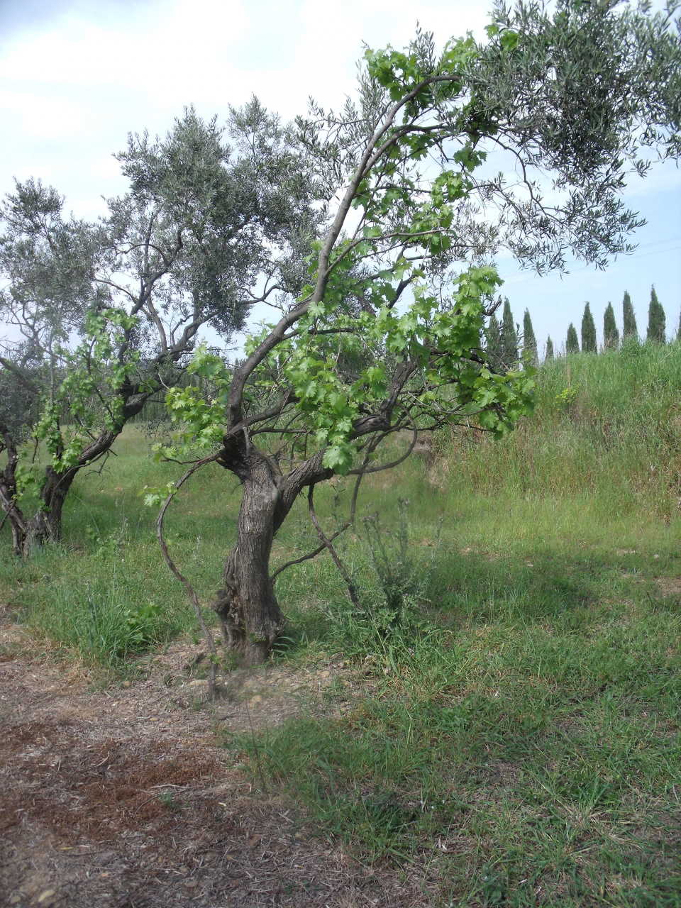 Vines trained up trees, Mas de Tourelles