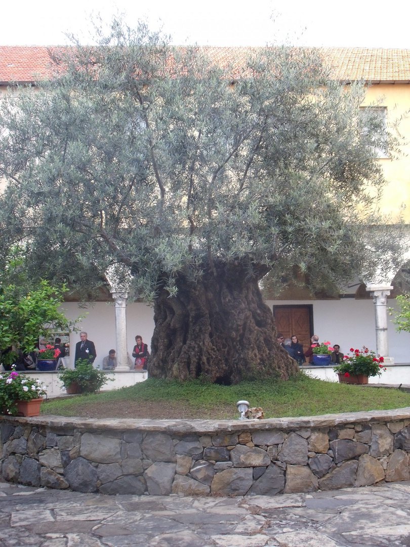 Ancient olive tree, monastery Taggia