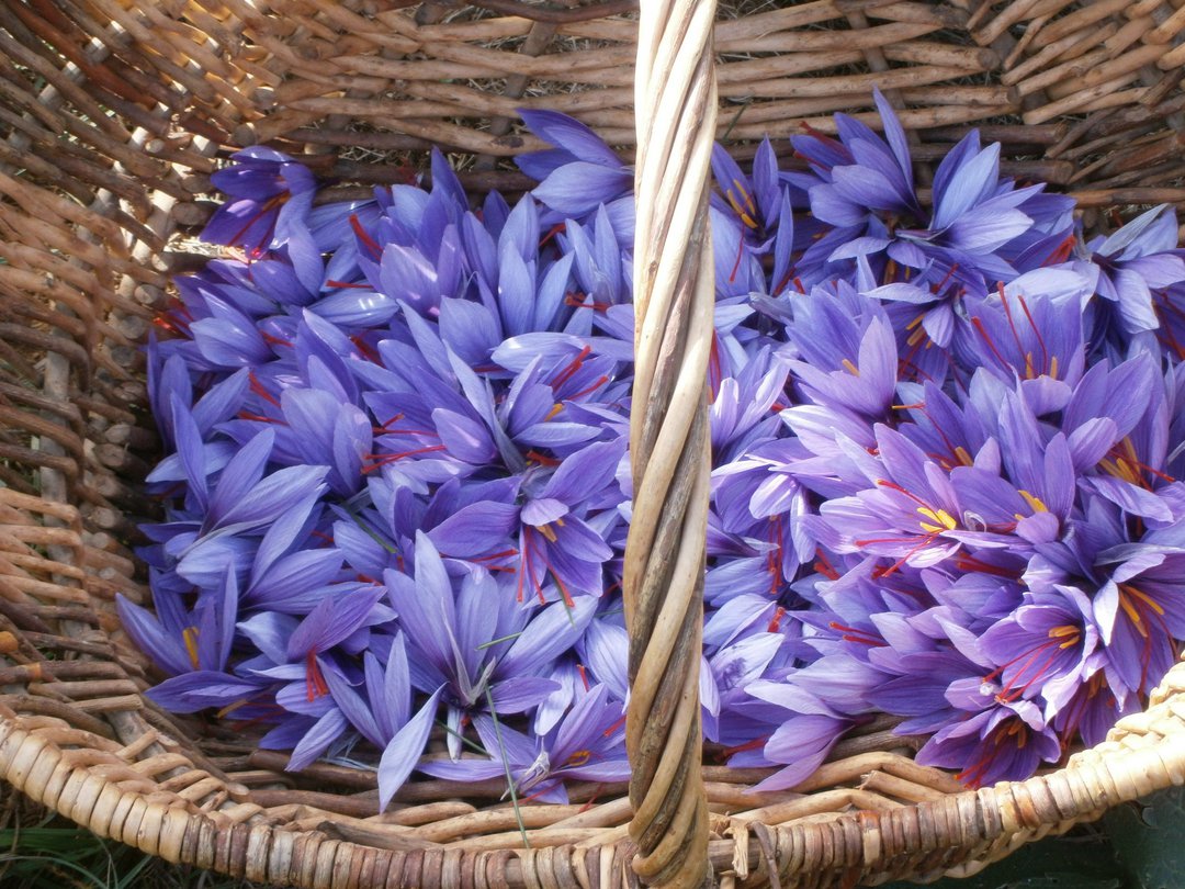Basket of freshly harvested saffron flowers