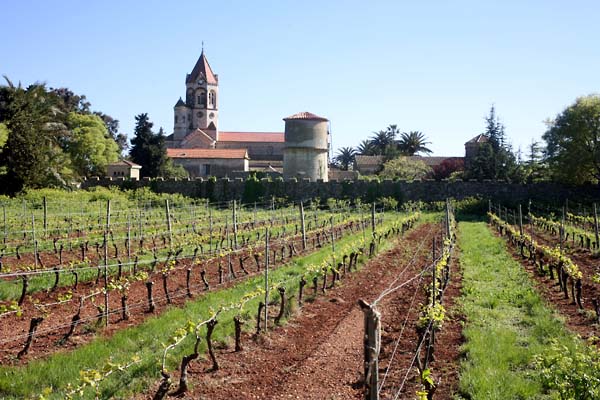 ile St Honorat vineyard