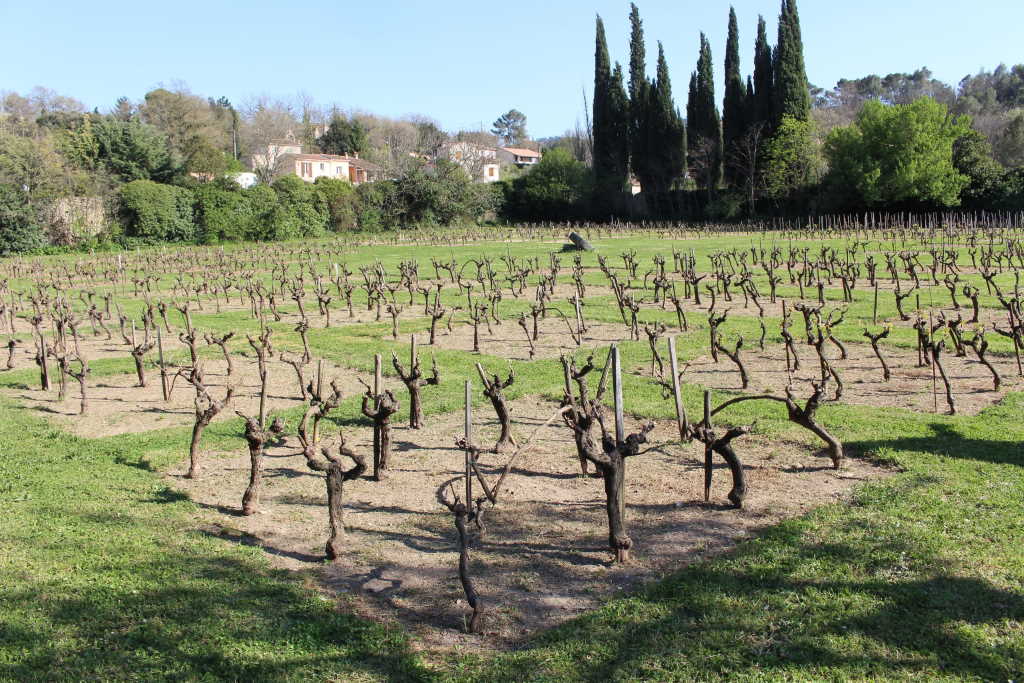 Vine 'museum' behind the Maison des Vins Coteaux Varois at La Celle