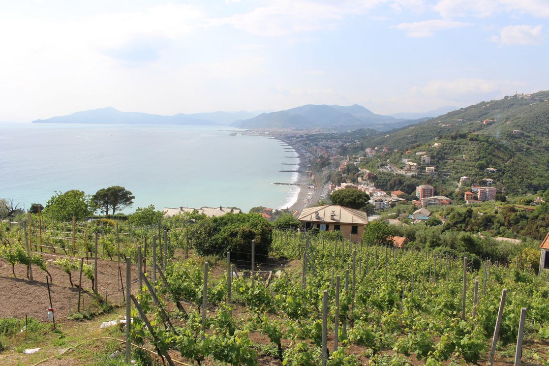 Cantine Bregante vineyards up in the hills overlooking the sea