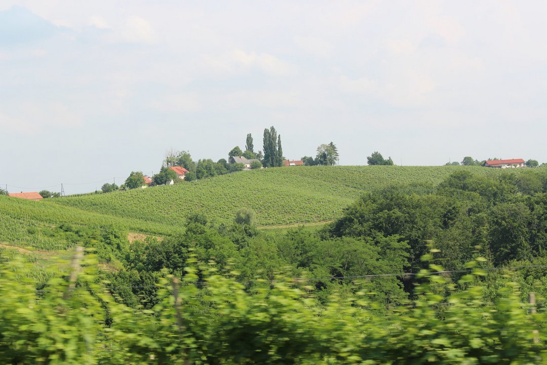 Vineyards in Jeruzalem, Slovenia