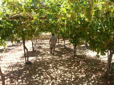 Marawi vines trained in the Hebron style