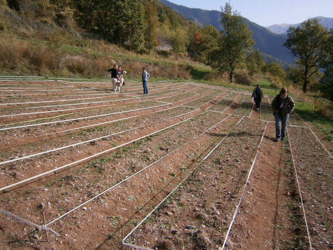 Harvested field of saffron crocus