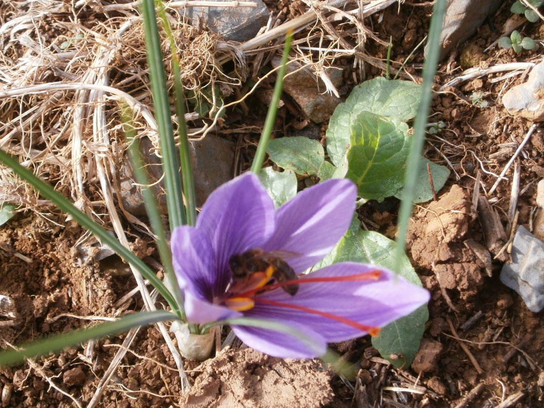 Saffron stamen and bee