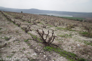 Recanati wild carignan vineyard