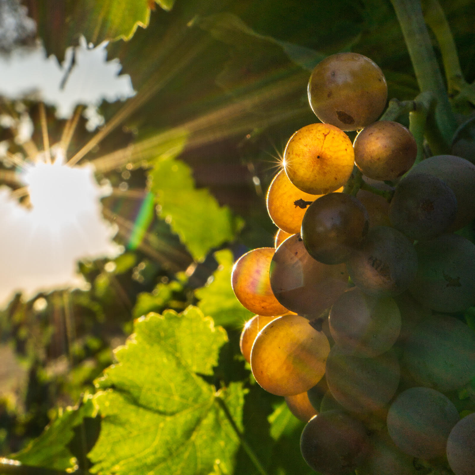 Grenache Gris Photo Bruno Mailliard