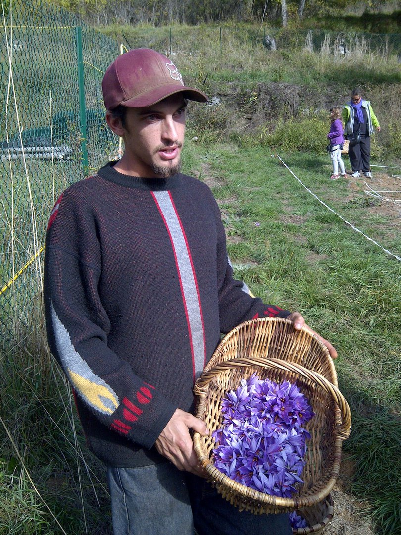 Christophe Marro with a basket of harvested saffron crocus