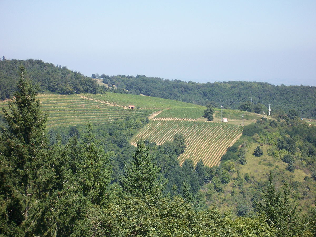 Vignoble_du_Côtes-du-forez