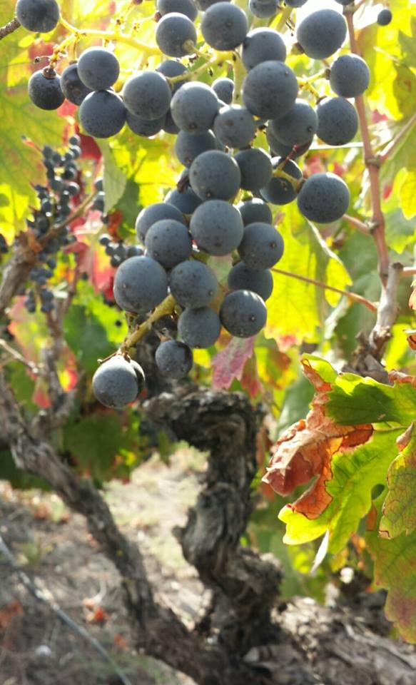 Votkin old vine Carignan in 2014